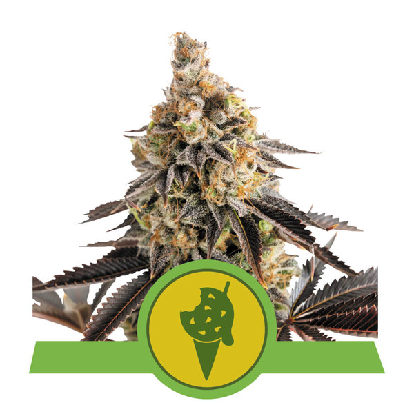 cookies-gelato-automatic