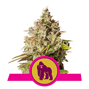 royal-gorilla.jpg