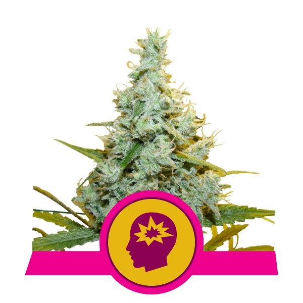 amg-amnesia-mac-ganja
