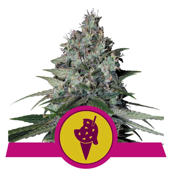 cookies-gelato