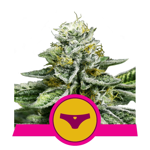 sherbet-queen